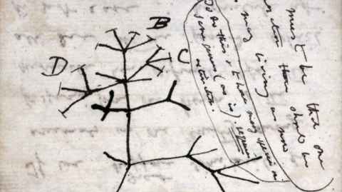 Sketch of an evolution tree by Charles Darwin
